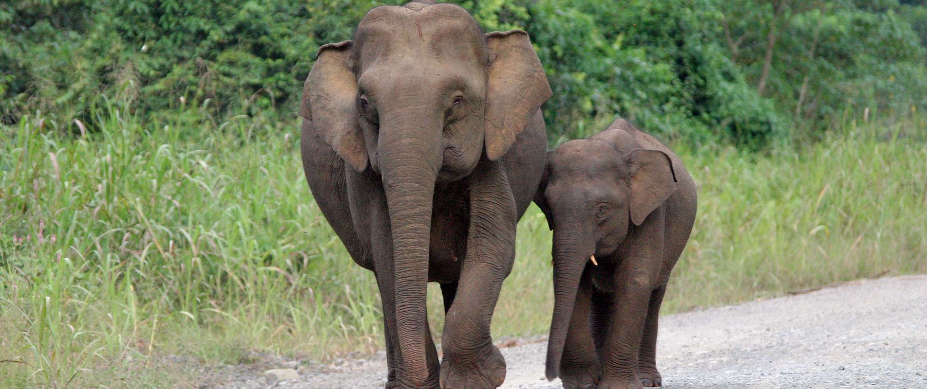 WWF Österreich - Helfen Sie den Elefanten!