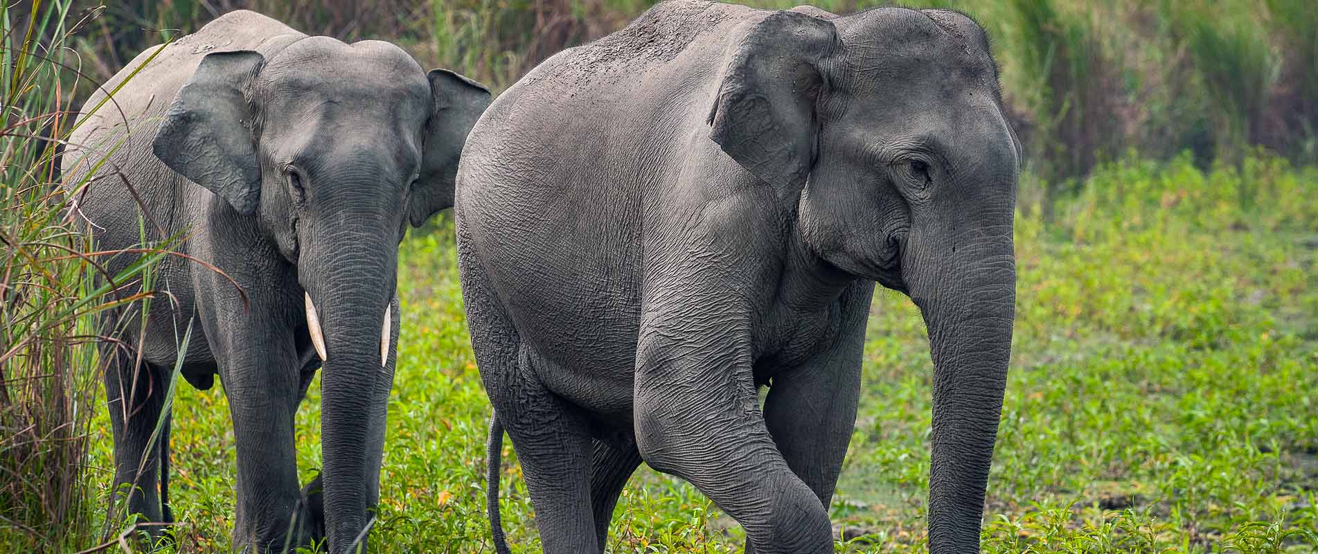WWF Österreich - Helfen Sie den Elefanten!