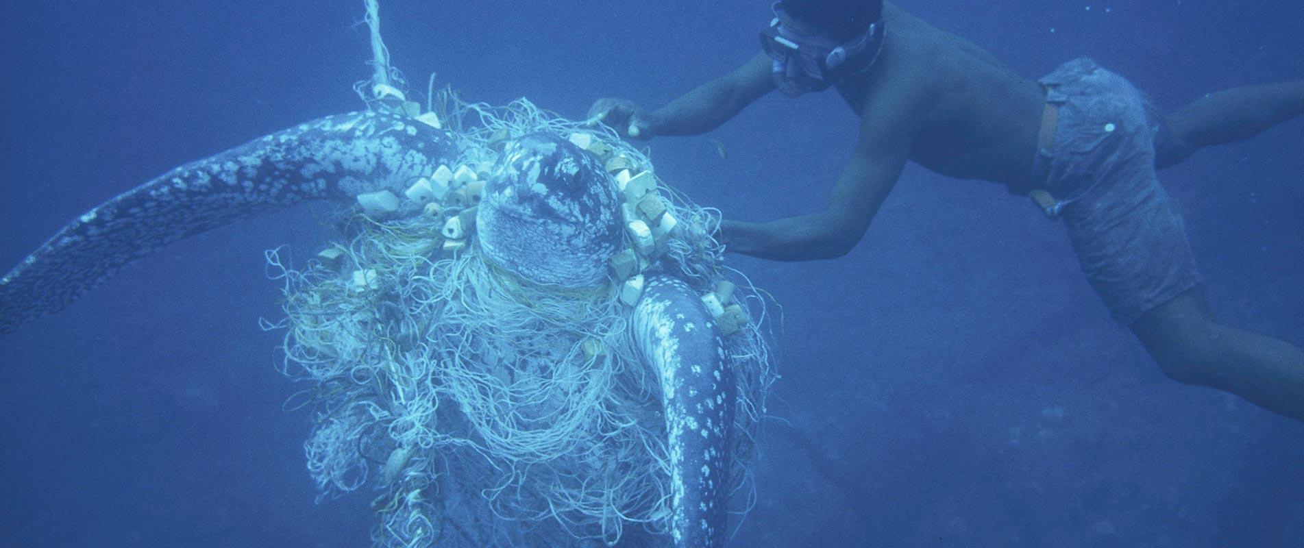 WWF Meeres-Patenschaft
